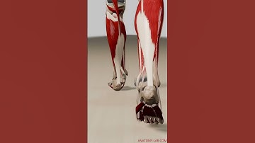 Deep Muscular Dynamics: 3D Animation Walk Cycle (Back View, Deep Muscle Layers Visible)