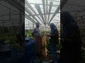 Laporan Tugas Tutorial Praktik Unit 1 Analisis Pendapatan atau Keuntungan Manajemen Agribisnis