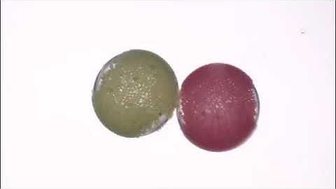 Janus shells - Pickering emulsion droplet