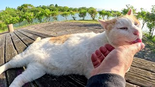 When a cat tried to go out with a human, it encountered a rival cat.