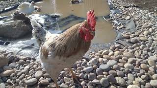 Sapphire Splash Rooster At Pond (206 sub special)