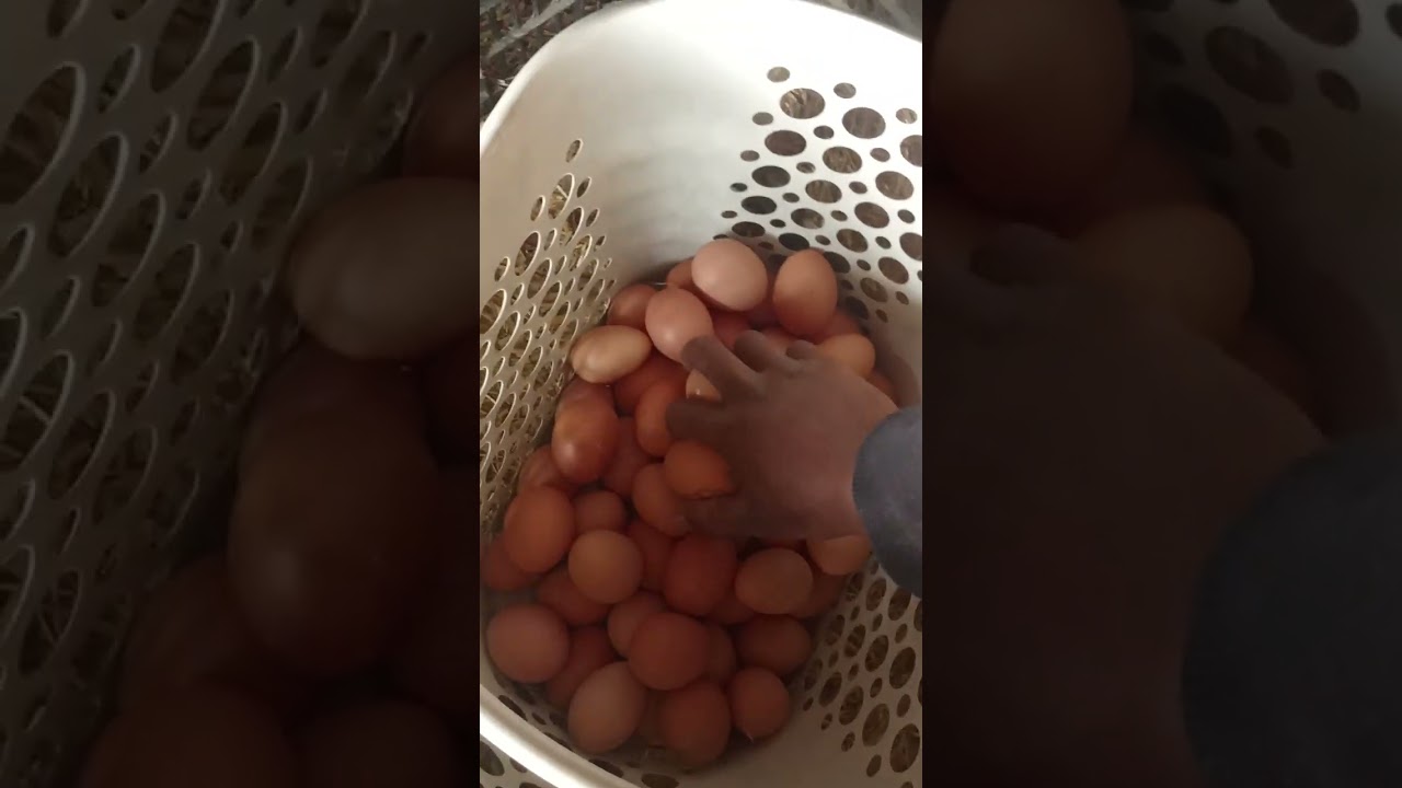 lohman Brown birds for sale 85%egg production Jo b interested ho rabta kry 03285975519