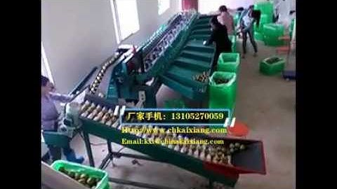 kiwi sorter/kiwi weight grading machine/fruit weight sorting machine