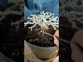 Cek Akar Yang Sebelumnya di Po'tong E'xxxtrim‼️#asmr #bonsai #bonsaitree #garden #gardening #plants