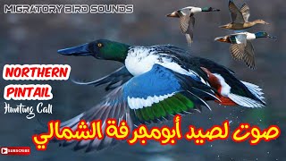 رحلة العودة| صوت لصيد أبومجرفة الشمالي(كيش) Northern Shoveler Hunting Call, Bird Calls, Bird Songs