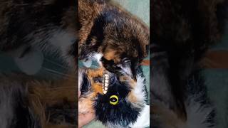 fuggler фаглер домашние животные