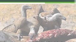 FACTS ABOUT VULTURES