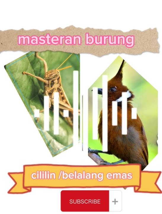 masteran kombinasi cililin vs belalang emas
