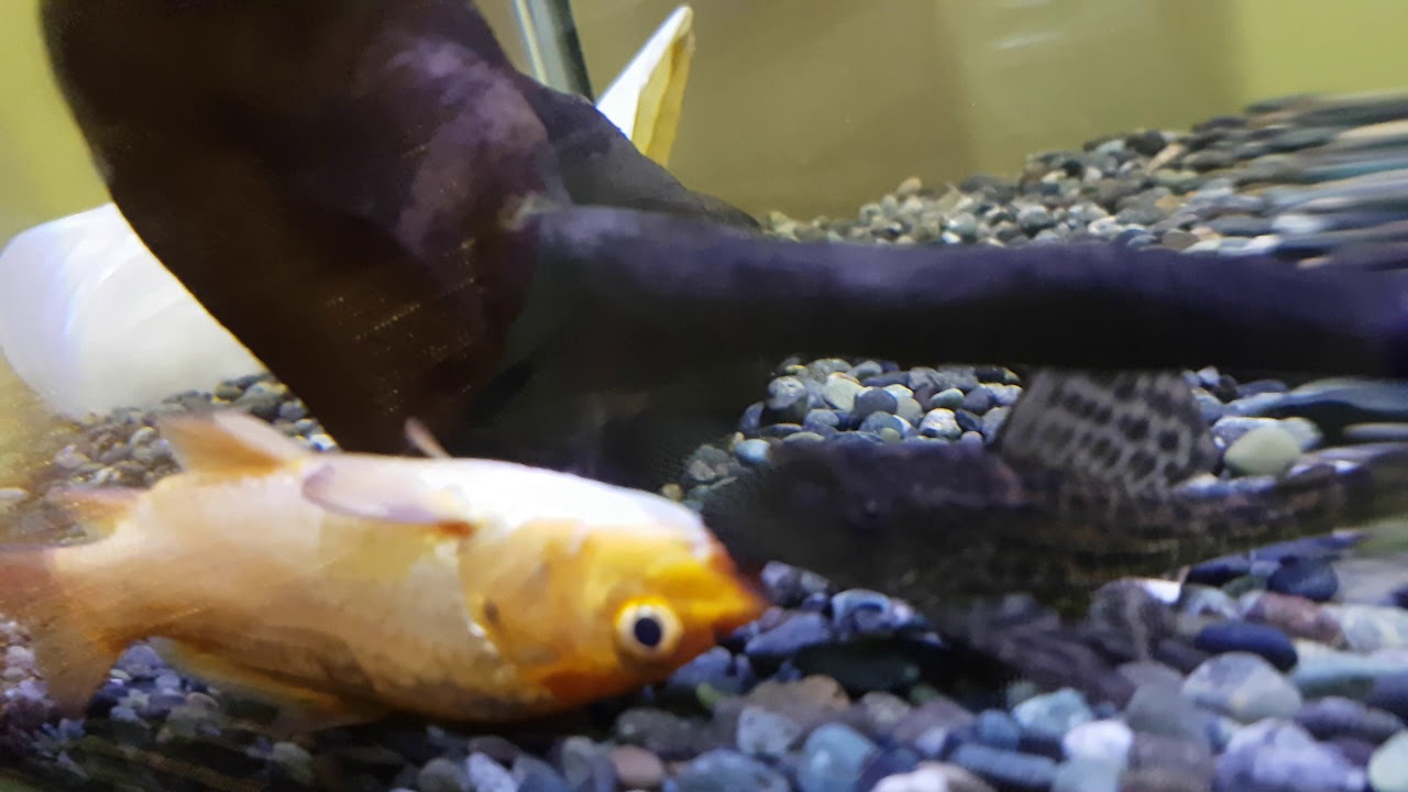 Koi And Janitor Fish Resucitation 06 21 20 YouTube koi-and-janitor-fish-resucitation-06-21-20-youtube