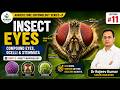 Insect Eyes | Compound Eyes, Ocelli & Stemmata | Unit 2 Insect Morphology | Agricultural Entomology
