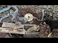 TOP 5 Videos Brave Treasure Hunters Fight God Snakes To Get Treasure