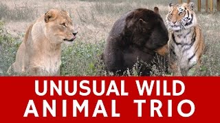 Real-life story about FRIENDSHIP of a tiger, bear \& a lion