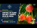 Control de ácaro hialino y arañita roja en fresa | Agro Bayer Perú