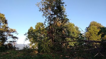 เสียงไก่ป่าตัวเมีย,Suab poj qaib tsauj cuab tuaj zoo heev