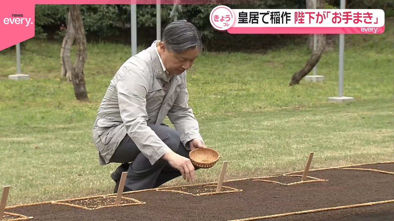 【天皇陛下】「お手まき｣皇居で稲作始まる