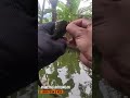 borong kolam ikan patin #mancing