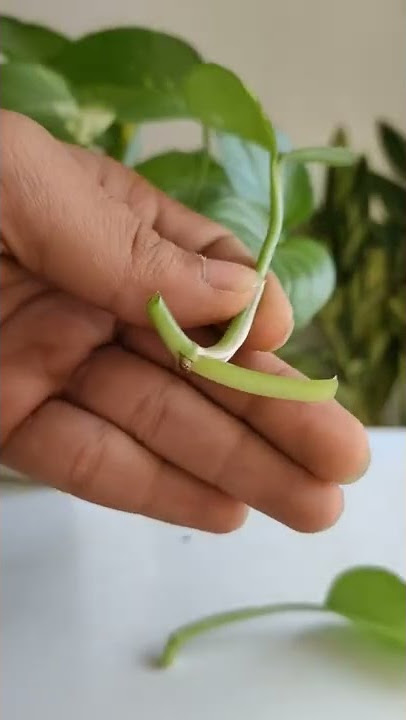 how to propagate money plant?