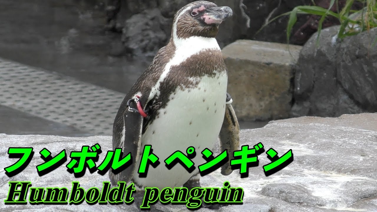 ボルトペンギン 初期 ブースター ノーマル たいた ボルトペンギン 初期