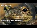 The Tranquil Forests of Cuba | The Wild Place | BBC Earth