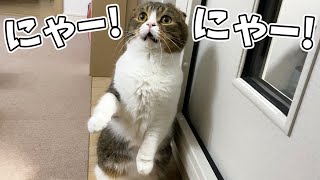 部屋から出てこない飼い主を心配して猫が鳴き続けてます…泣