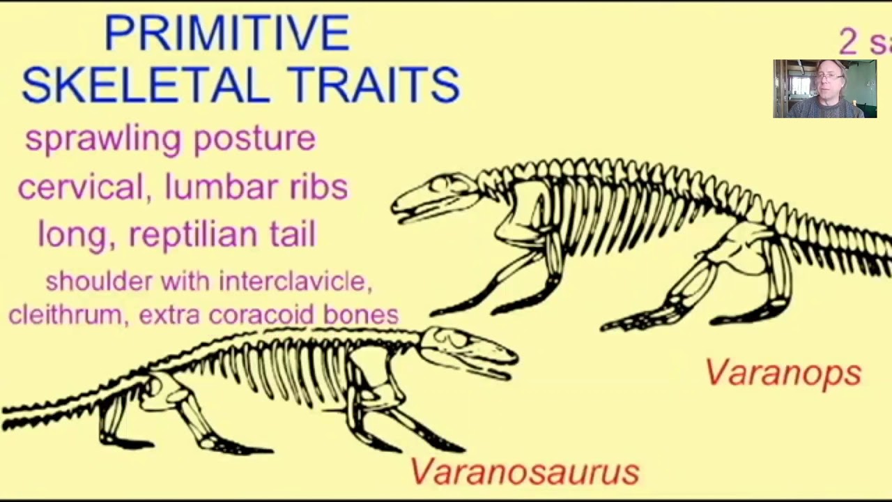 the evolution of mammals from synapsid reptiles - YouTube