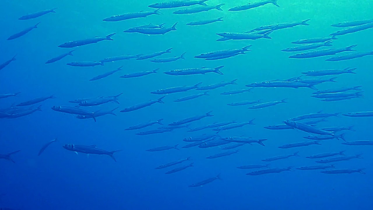 Sphyraena guachancho (Guachanche barracuda) - YouTube