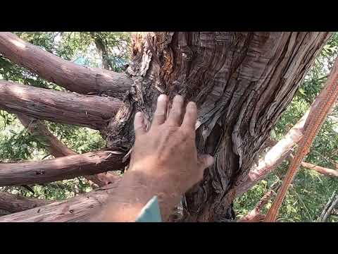 Video: Redbudo medžio genėjimas – sužinokite, kada ir kaip genėti raudonpuodžių medžius