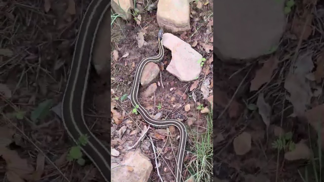 Pretty Gartersnake!