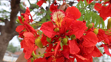 ¿Cómo es el árbol chivato?