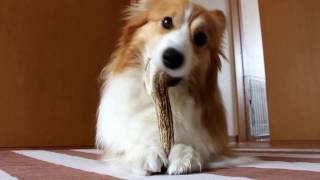 エゾ鹿の角与えてみた その１。