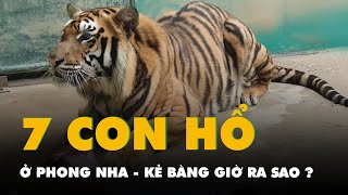 7 con hổ hoang dã đưa từ Nghệ An vào Phong Nha -  Kẻ Bàng 2 năm trước giờ ra sao?