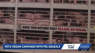 PETA pig truck pulls up to Jackson BBQ restaurant