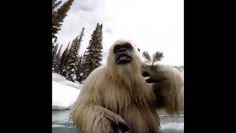 Yeti’s First Vlog Here!