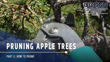 Pruning Apple Trees: Part 2 How to Prune