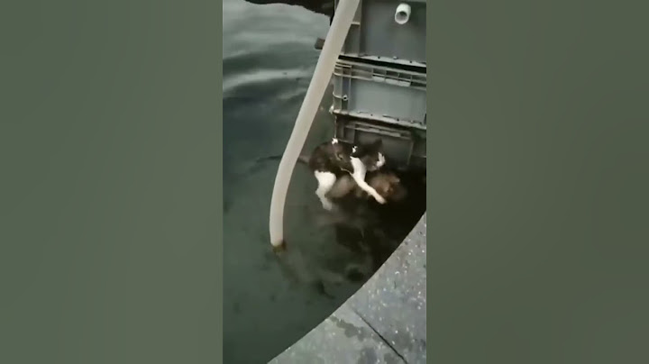 Köpek kediye yardım ediyor😿😨😭