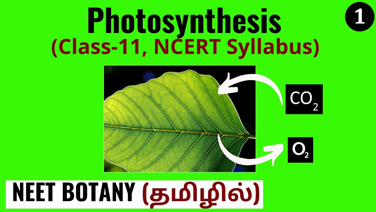 what is the tamil meaning for photosynthesis