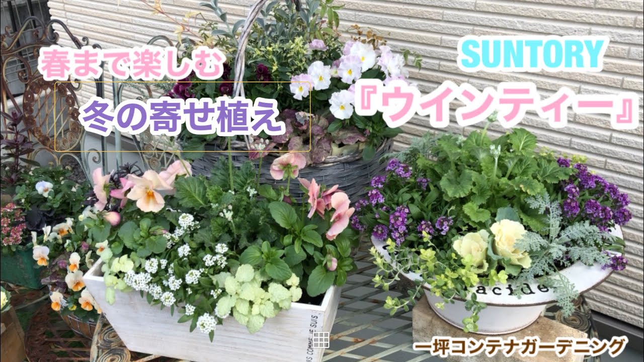 コンテナガーデニング サントリー ウインティー の寄せ植え Youtube