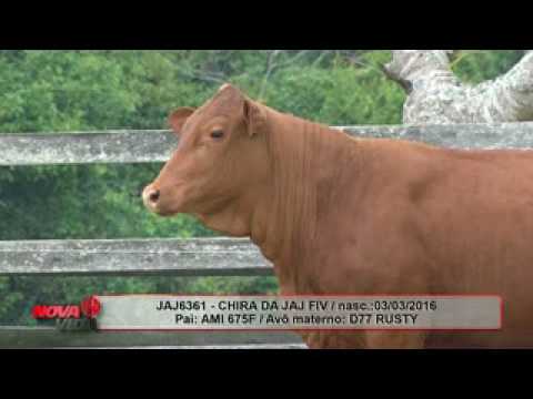 Lote 10  JAJ6361   CHIRA DA JAJ FIV VP8