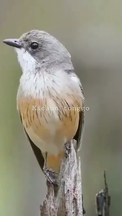 burung luar negeri emang beda