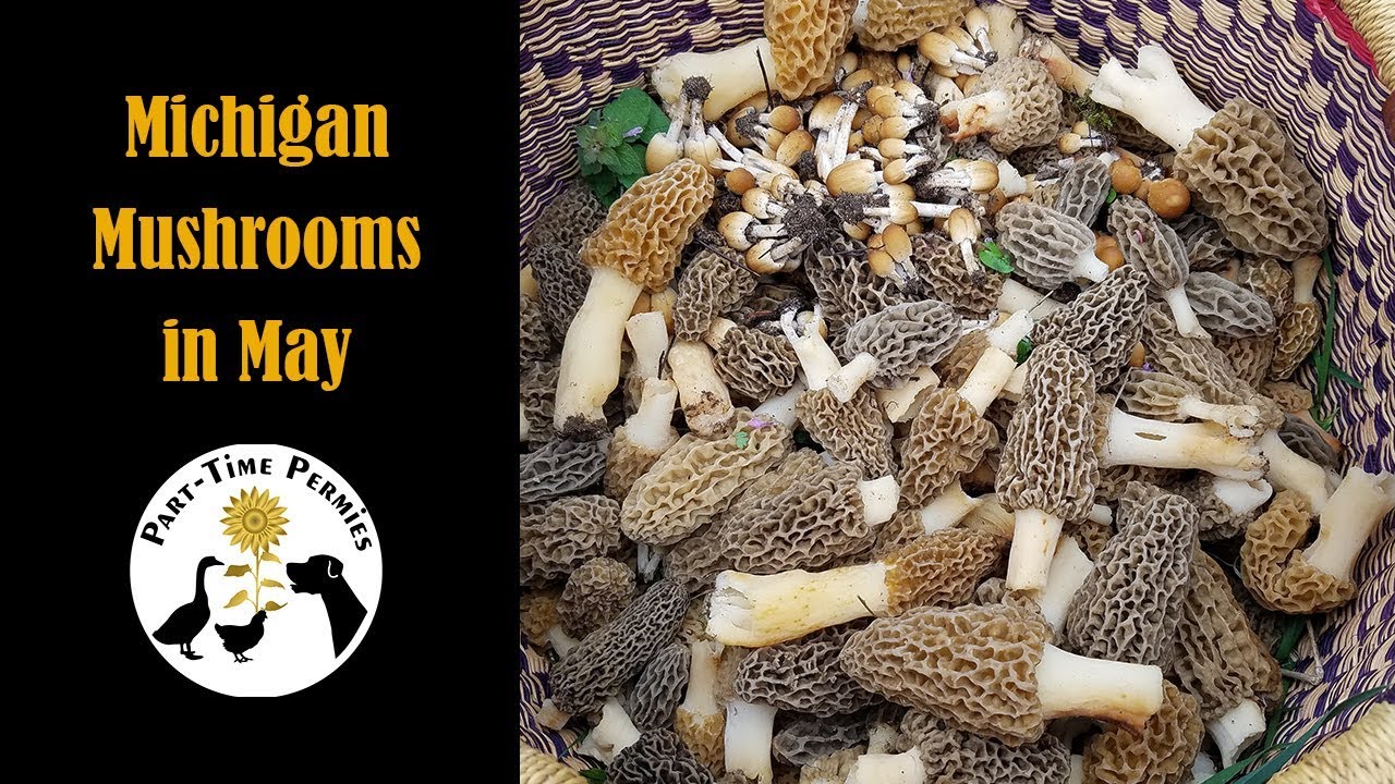 Michigan Mushrooms In May Foraging With Nabe Youtube