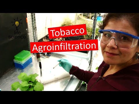 Video: Genome Dan Penandaan Transkrip Garis Gergasi Nicotiana Benthamiana Glycoengineered ΔXT / FT