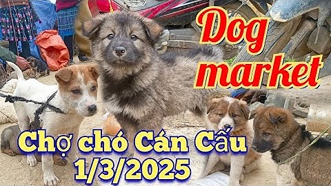 Chợ chó Cán Cấu Hôm nay  1/3/2025 nhiều cún đẹp!