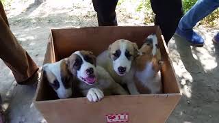 Цены на СОБАК🐕🐩/ АЛАБАЙ/ ТАЙГАН/ СИБИРСКАЯ ХАСКИ Цены на СОБАК🐕🐩/ АЛАБАЙ/ ТАЙГАН/ СИБИРСКАЯ ХАСКИ