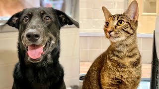 Pets of the Week 08/09/21