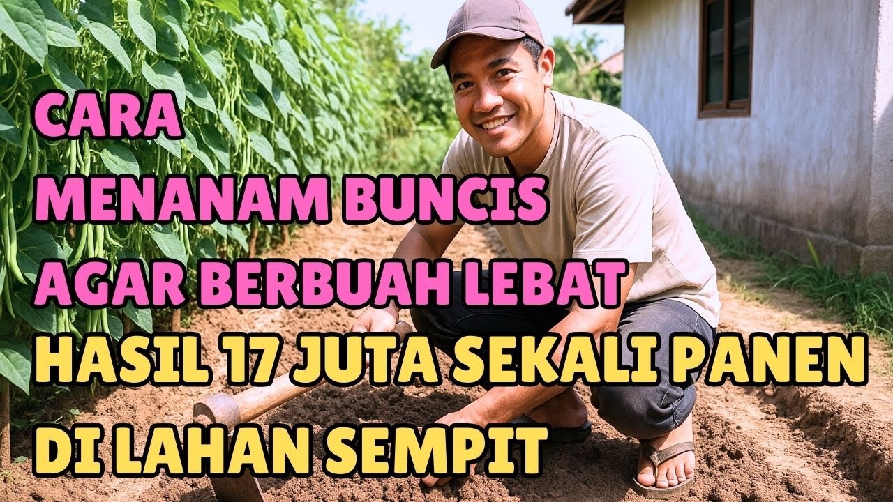 CARA MENANAM BUNCIS AGAR BERBUAH LEBAT‼️ HASIL 17 JUTA SEKALI PANEN DI LAHAN SEMPIT