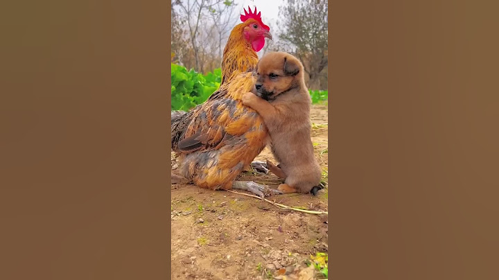 Friendship / puppy and chicken . A beautiful moment #191 - #shorts