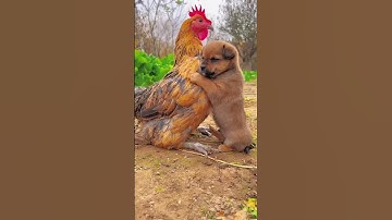 Thumbnail of Friendship / puppy and chicken . A beautiful moment #191 - #shorts