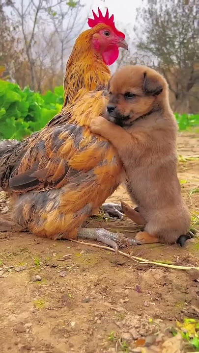 Friendship / puppy and chicken . A beautiful moment #191 - #shorts