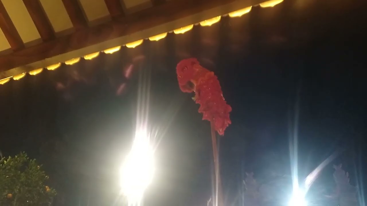 Hoa phi blogs/múa lân Hào Phong đường,醒獅豪峰堂