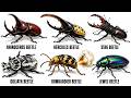 Every Strongest Beetle Species Explained in Minutes